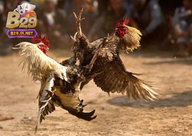 Lý do nên chơi đá gà b29