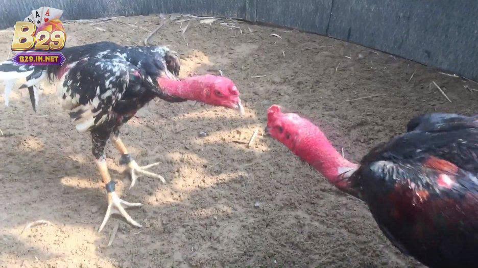 Tìm hiểu về đá gà cựa dao b29