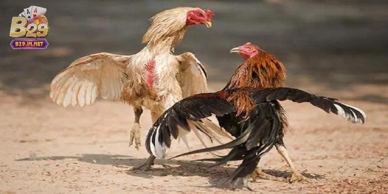 Những lưu ý khi chơi