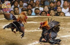 Tìm hiểu về trò chơi đá gà cựa sắt b29