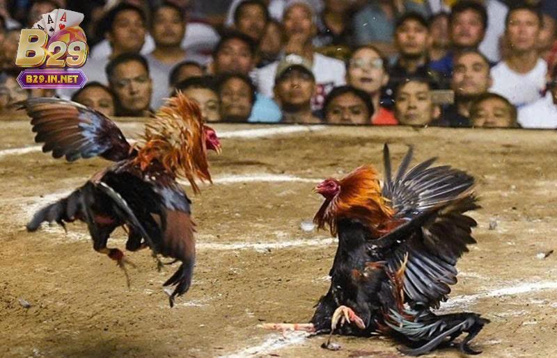 Tìm hiểu về trò chơi đá gà cựa sắt b29