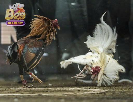 Những lưu ý khi chơi