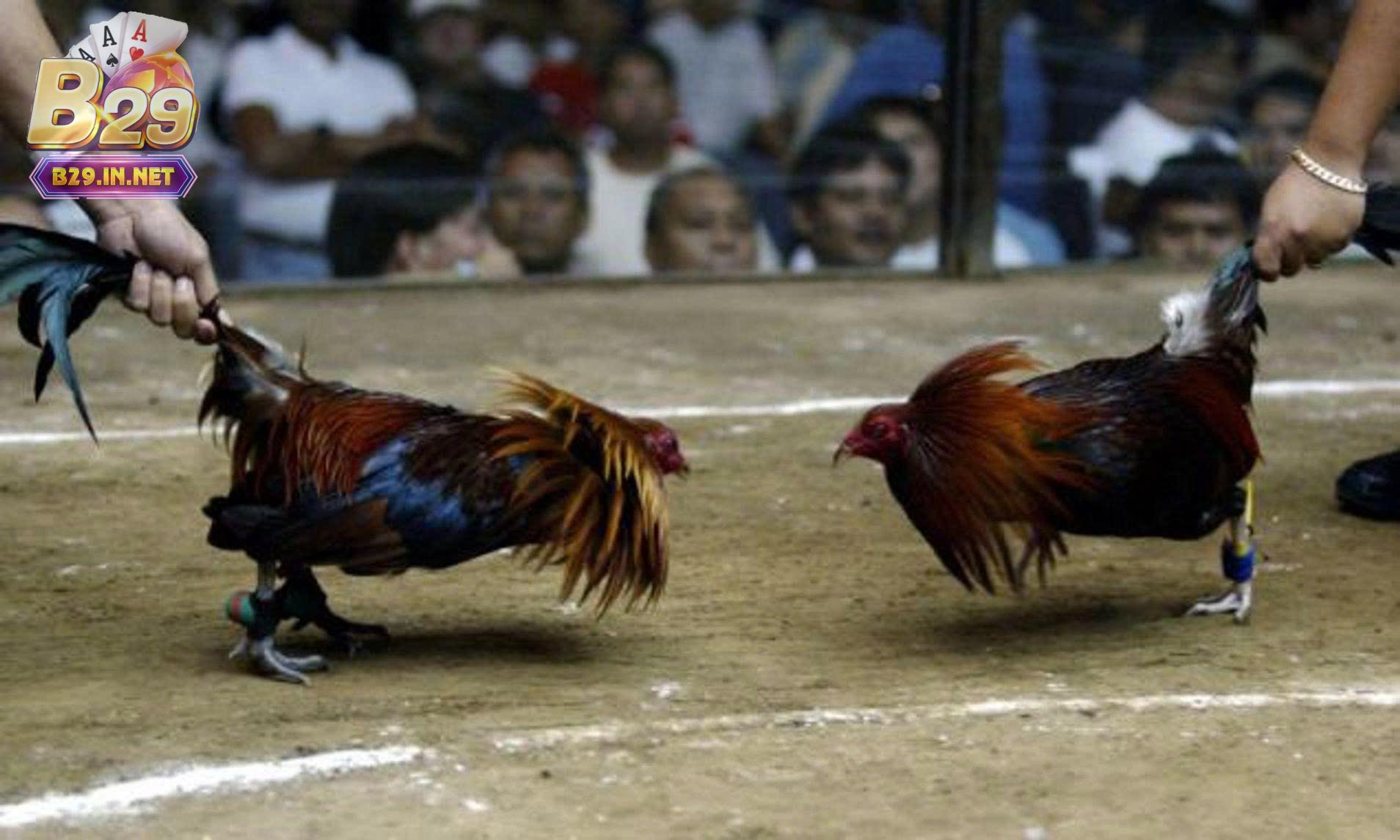 Tìm hiểu về đá gà hầu kiềng b29