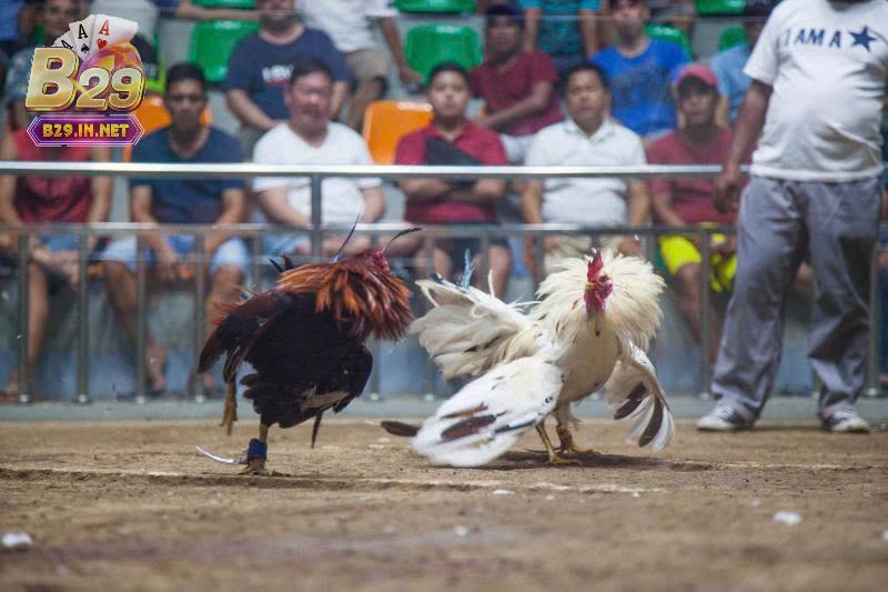 Những lưu ý khi chơi