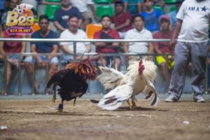 Tìm hiểu đá gà philippines b29