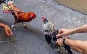 Tìm hiểu đa gà thomo b29