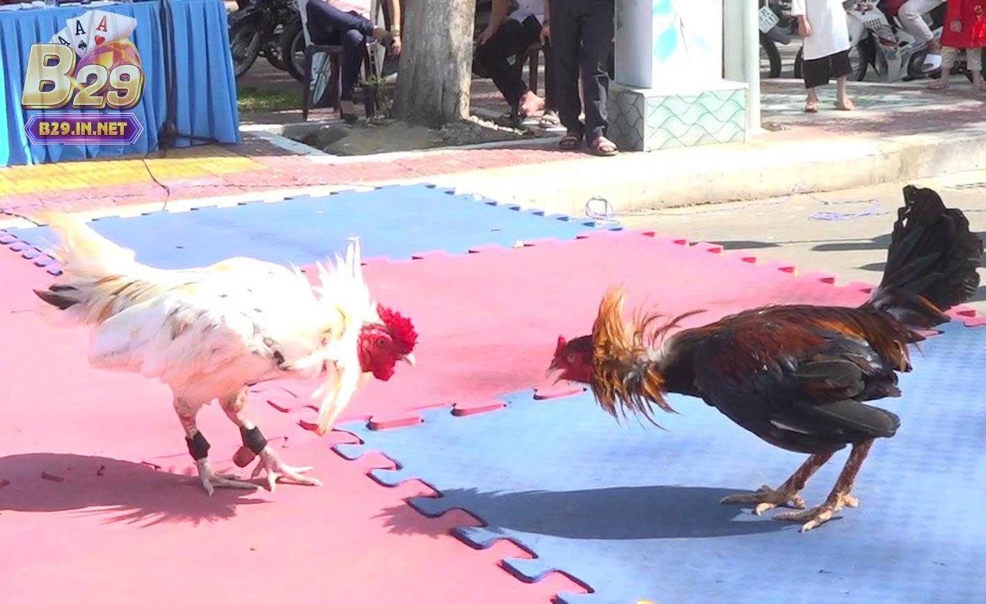 Tìm hiểu về game đá gà tre b29