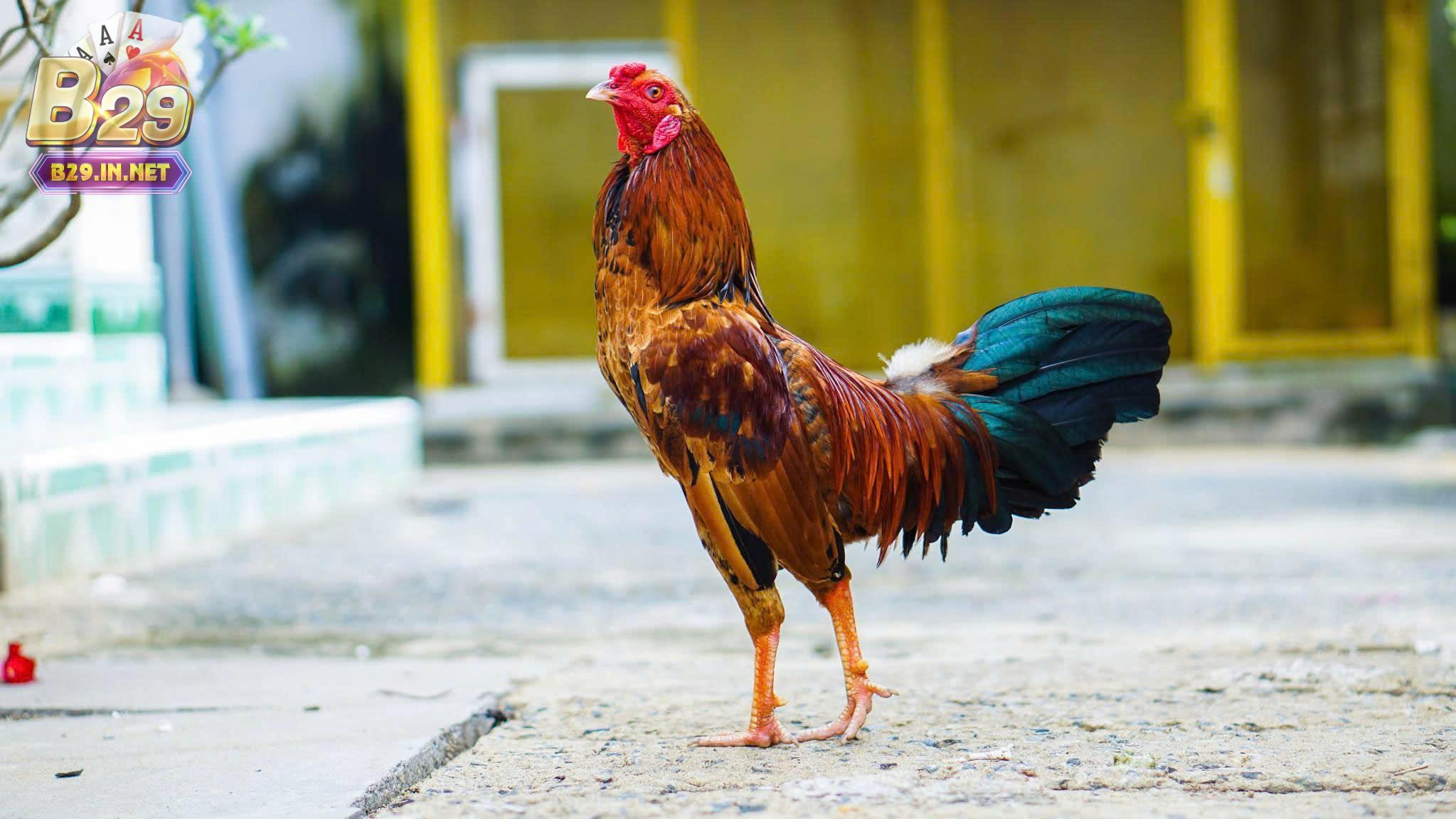 Các loại kèo phổ biến